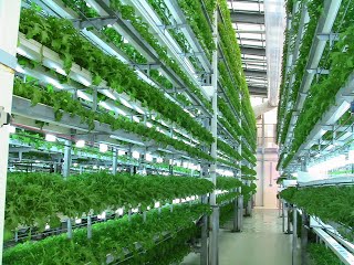 Hydroponic Growing